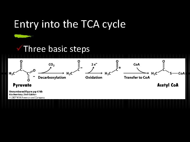 Entry into the TCA cycle üThree basic steps 