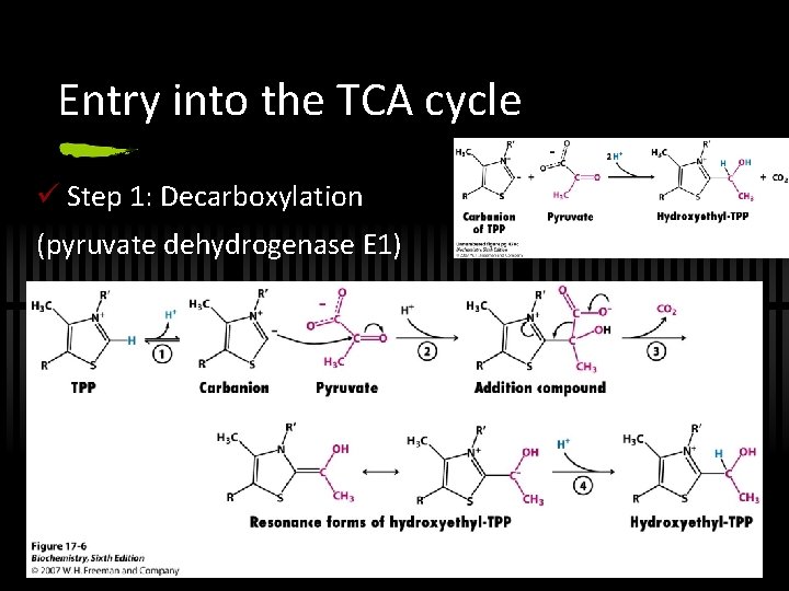 Entry into the TCA cycle ü Step 1: Decarboxylation (pyruvate dehydrogenase E 1) 