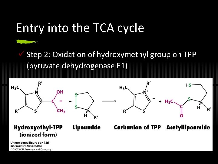 Entry into the TCA cycle ü Step 2: Oxidation of hydroxymethyl group on TPP