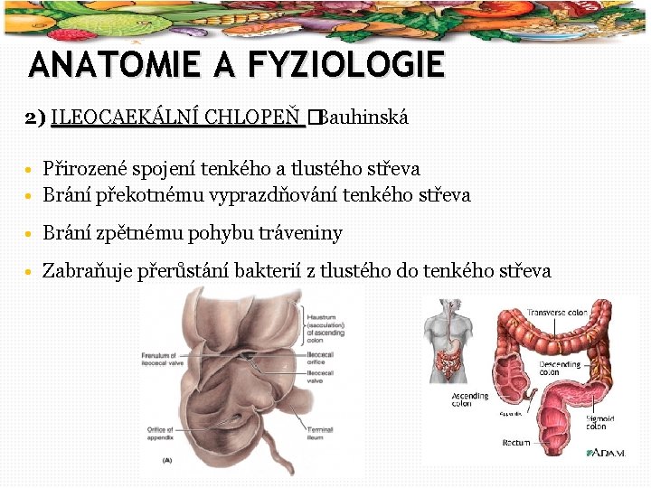 6 ANATOMIE A FYZIOLOGIE 2) ILEOCAEKÁLNÍ CHLOPEŇ �Bauhinská • Přirozené spojení tenkého a tlustého