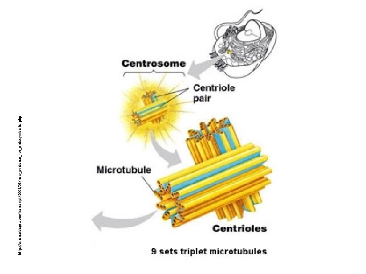 http: //scienceblogs. com/transcript/2006/08/new_evidence_for_endosymbiotic. php 