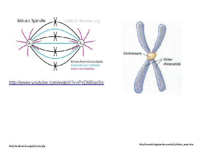 http: //www. youtube. com/watch? v=Pv. Dlil. Bgo. Ss http: //usmle-review. org/cell-cycle. php http: //www.