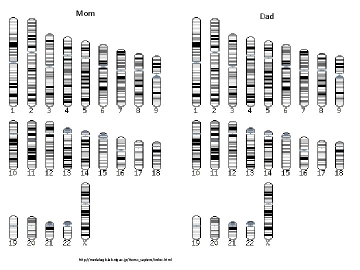 Mom http: //medakagb. lab. nig. ac. jp/Homo_sapiens/index. html Dad 