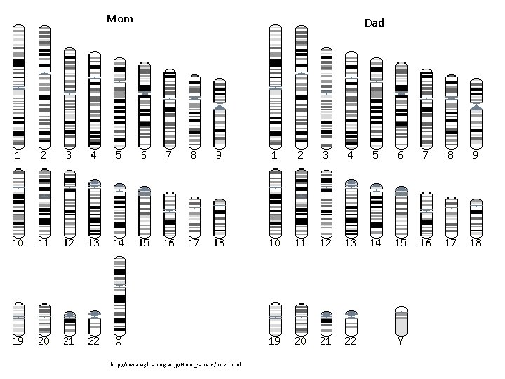 Mom http: //medakagb. lab. nig. ac. jp/Homo_sapiens/index. html Dad 