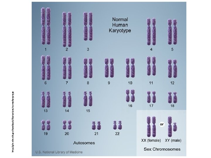 http: //ghr. nlm. nih. gov/handbook/illustrations/normalkaryotype 