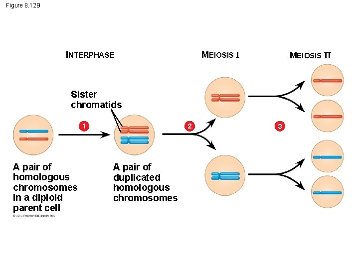 Figure 8. 12 B MEIOSIS I INTERPHASE MEIOSIS II Sister chromatids 2 1 A