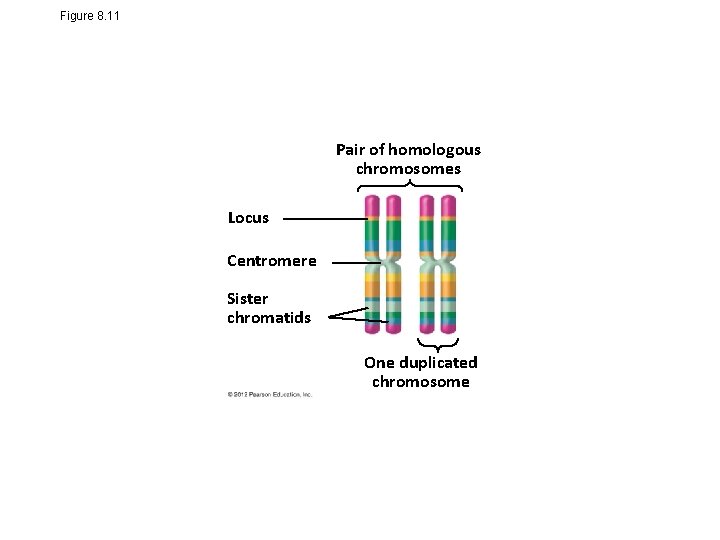 Figure 8. 11 Pair of homologous chromosomes Locus Centromere Sister chromatids One duplicated chromosome