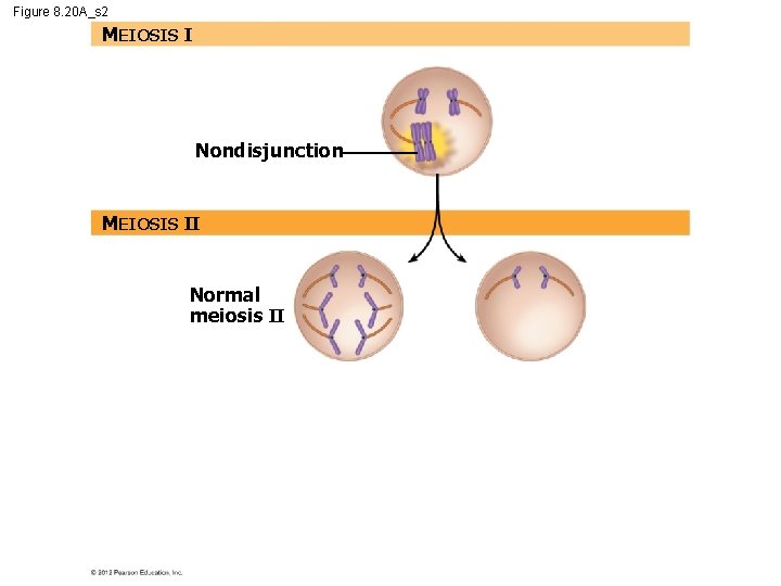 Figure 8. 20 A_s 2 MEIOSIS I Nondisjunction MEIOSIS II Normal meiosis II 