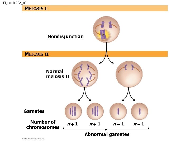 Figure 8. 20 A_s 3 MEIOSIS I Nondisjunction MEIOSIS II Normal meiosis II Gametes