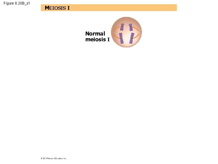 Figure 8. 20 B_s 1 MEIOSIS I Normal meiosis I 