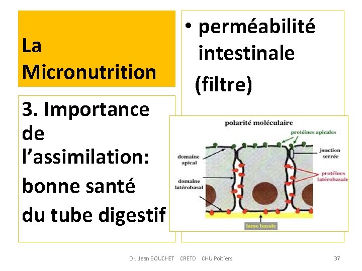 La Micronutrition 3. Importance de l’assimilation: bonne santé du tube digestif • perméabilité intestinale