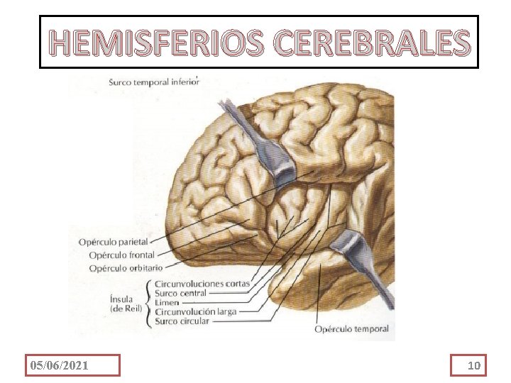 HEMISFERIOS CEREBRALES 05/06/2021 10 