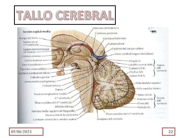 TALLO CEREBRAL 05/06/2021 22 