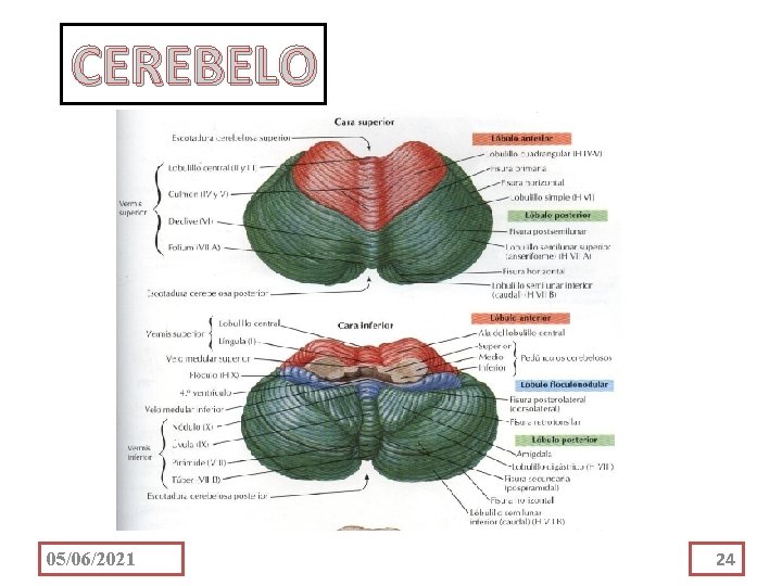CEREBELO 05/06/2021 24 