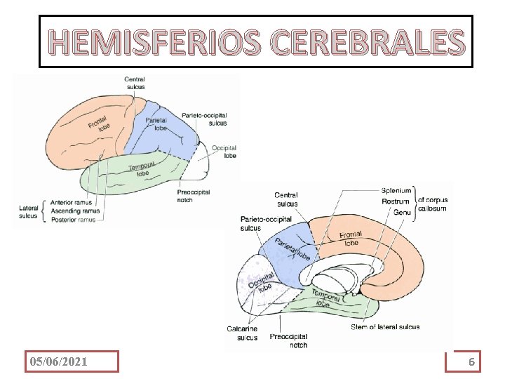 HEMISFERIOS CEREBRALES 05/06/2021 6 