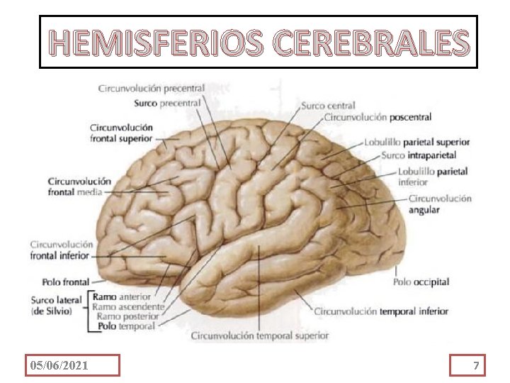 HEMISFERIOS CEREBRALES 05/06/2021 7 