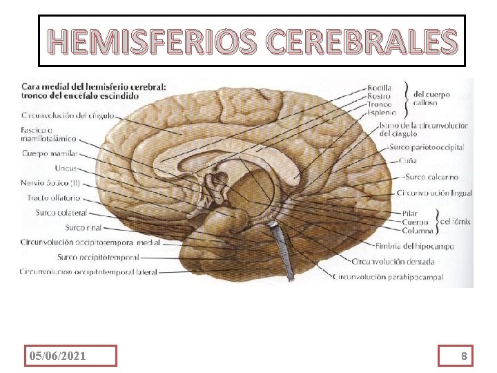 HEMISFERIOS CEREBRALES 05/06/2021 8 