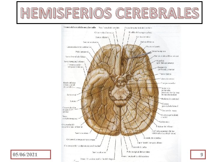 HEMISFERIOS CEREBRALES 05/06/2021 9 