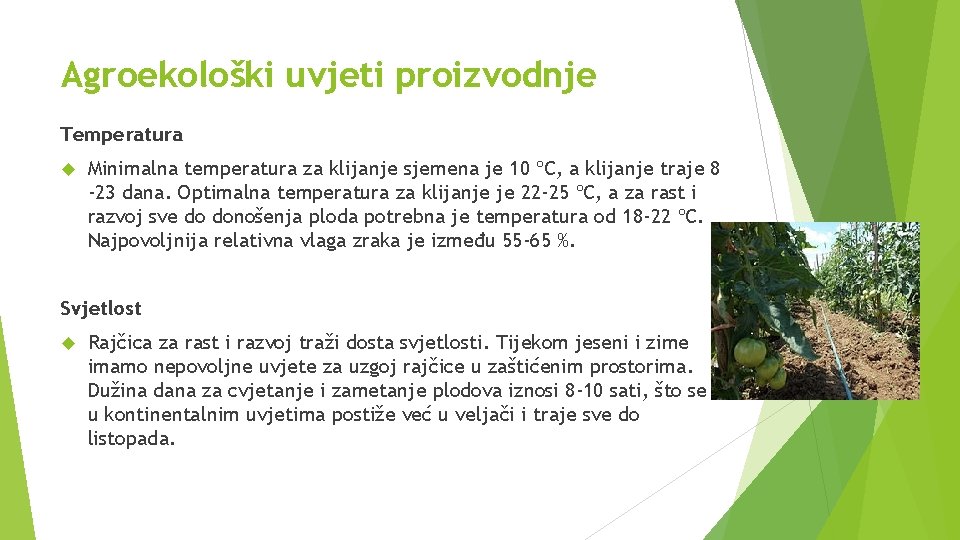 Agroekološki uvjeti proizvodnje Temperatura Minimalna temperatura za klijanje sjemena je 10 ºC, a klijanje