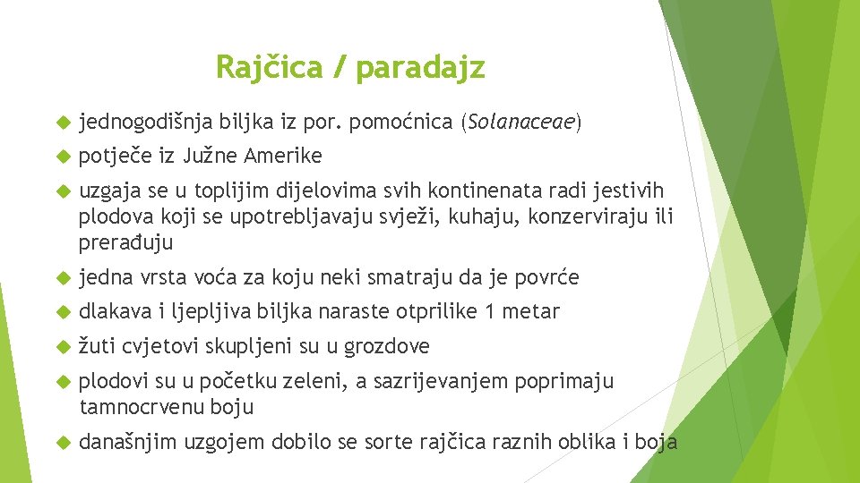 Rajčica / paradajz jednogodišnja biljka iz por. pomoćnica (Solanaceae) potječe iz Južne Amerike uzgaja