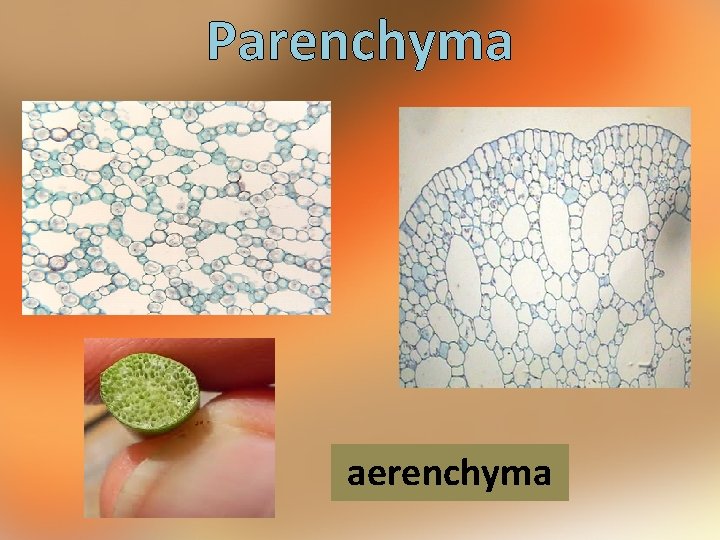 Parenchyma aerenchyma 
