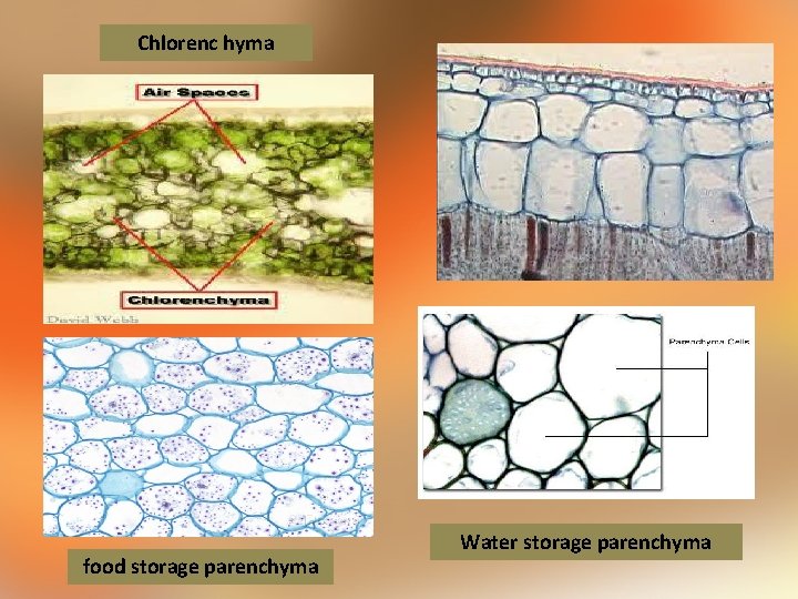 Chlorenc hyma food storage parenchyma Water storage parenchyma 