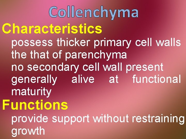 Collenchyma Characteristics possess thicker primary cell walls the that of parenchyma no secondary cell