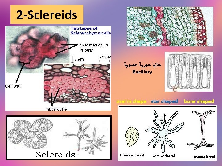 2 -Sclereids ﺧﻼﻳﺎ ﺣﺠﺮﻳﺔ ﻋﺼﻮﻳﺔ Bacillary oval in shape star shaped bone shaped 