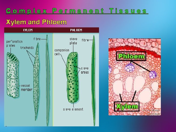 Complex Permanent Tissues Xylem and Phloem 