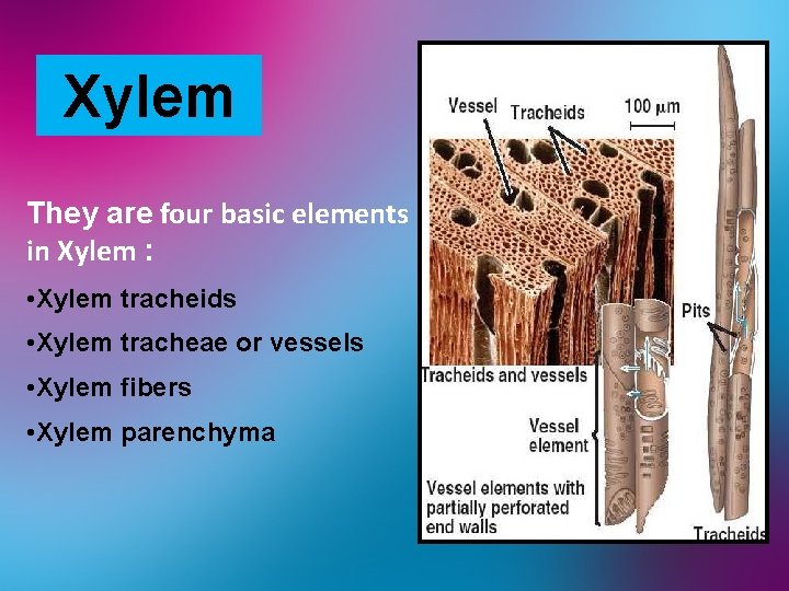 Xylem They are four basic elements in Xylem : • Xylem tracheids • Xylem