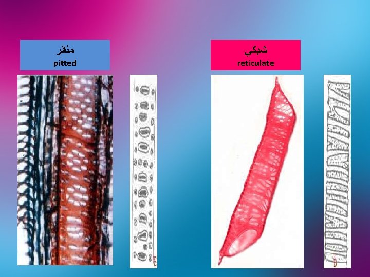  ﻣﻨﻘﺮ ﺷﺒﻜﻲ pitted reticulate 