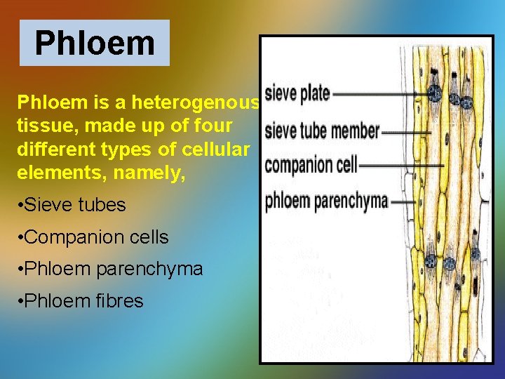 Phloem is a heterogenous tissue, made up of four different types of cellular elements,