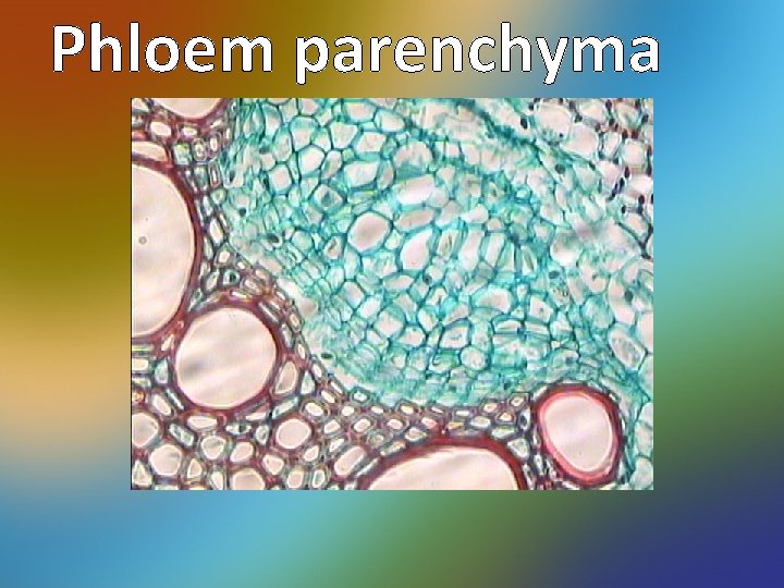 Phloem parenchyma 