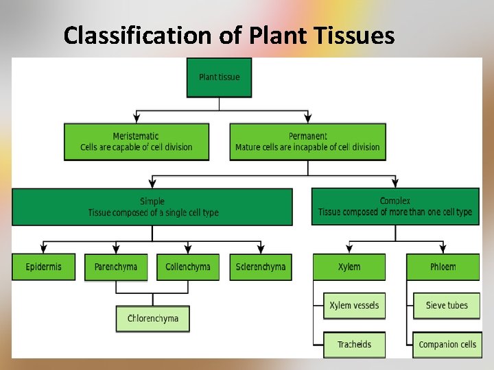 Classification of Plant Tissues 