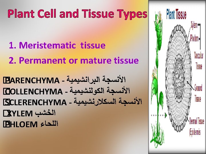 Plant Cell and Tissue Types 1. Meristematic tissue 2. Permanent or mature tissue �