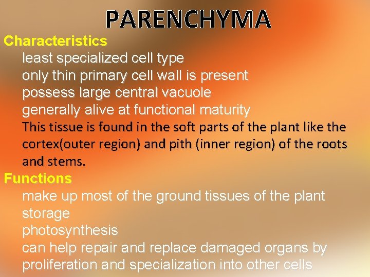 PARENCHYMA Characteristics least specialized cell type only thin primary cell wall is present possess