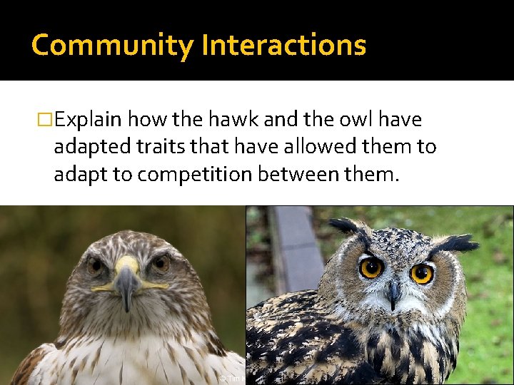 Community Interactions �Explain how the hawk and the owl have adapted traits that have