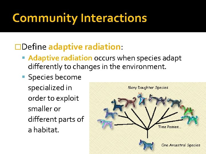 Community Interactions �Define adaptive radiation: Adaptive radiation occurs when species adapt differently to changes