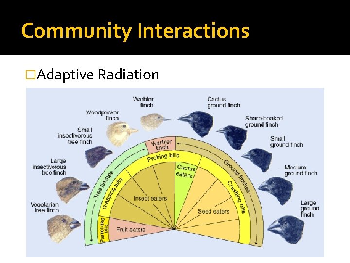 Community Interactions �Adaptive Radiation 