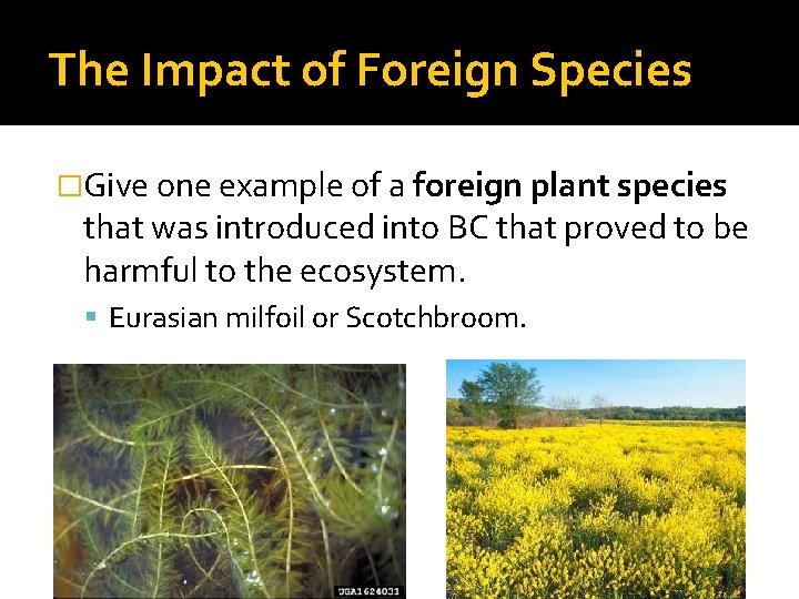 The Impact of Foreign Species �Give one example of a foreign plant species that