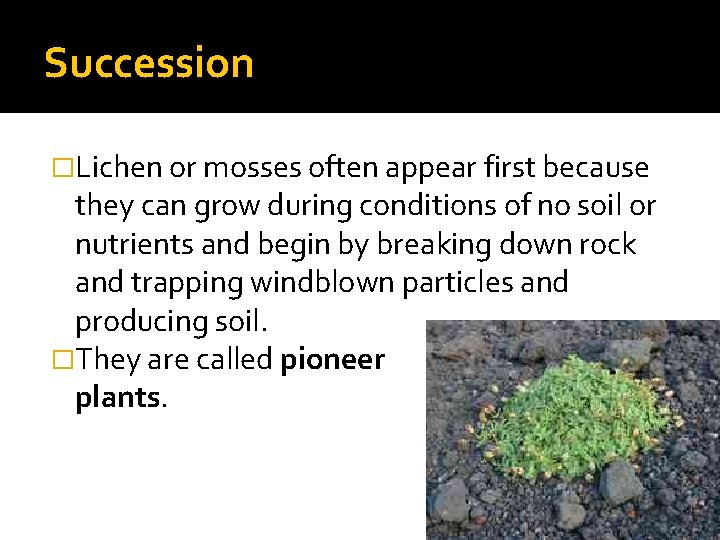 Succession �Lichen or mosses often appear first because they can grow during conditions of