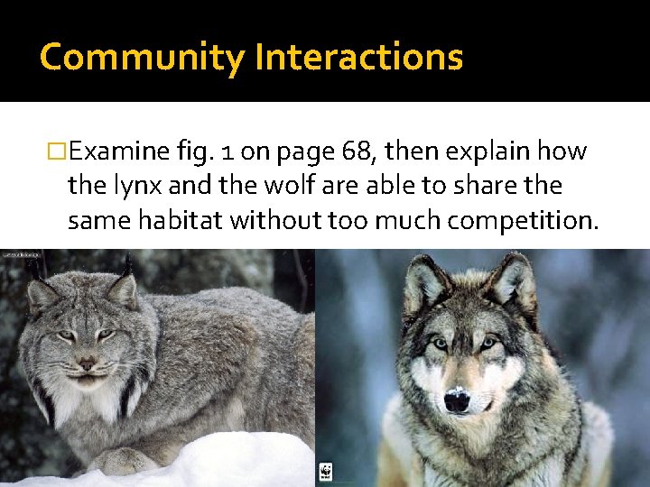 Community Interactions �Examine fig. 1 on page 68, then explain how the lynx and