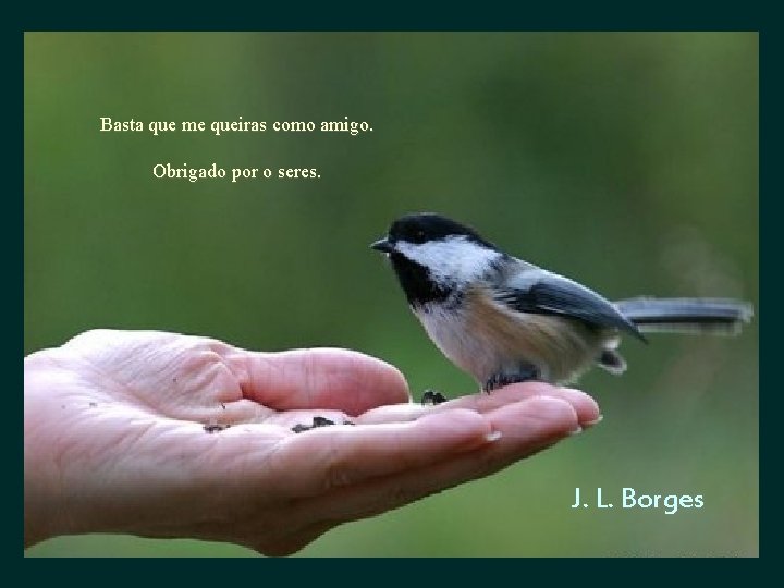 Basta que me queiras como amigo. Obrigado por o seres. J. L. Borges 