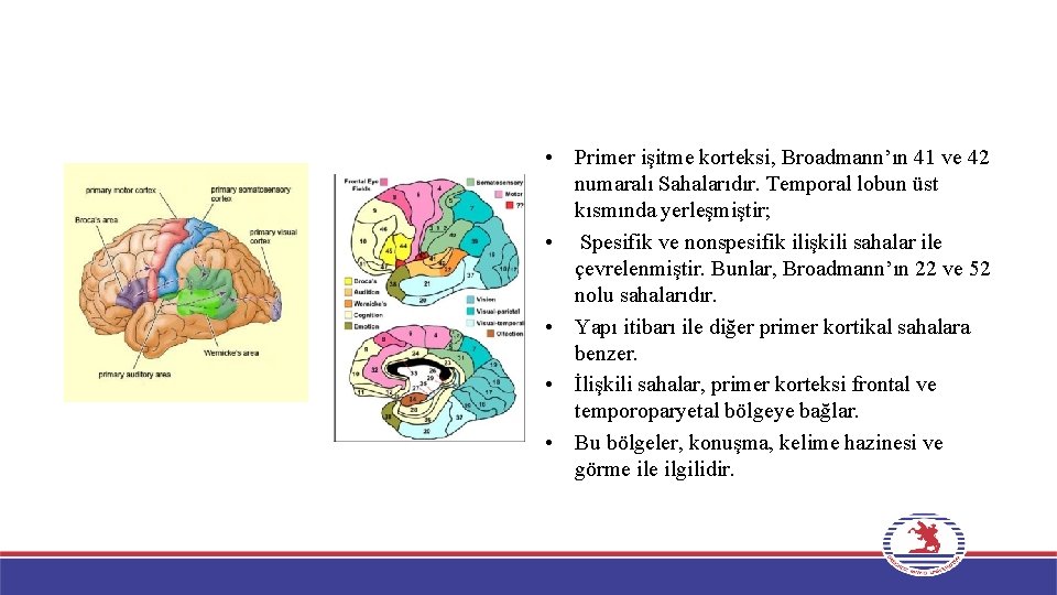 • Primer işitme korteksi, Broadmann’ın 41 ve 42 numaralı Sahalarıdır. Temporal lobun üst