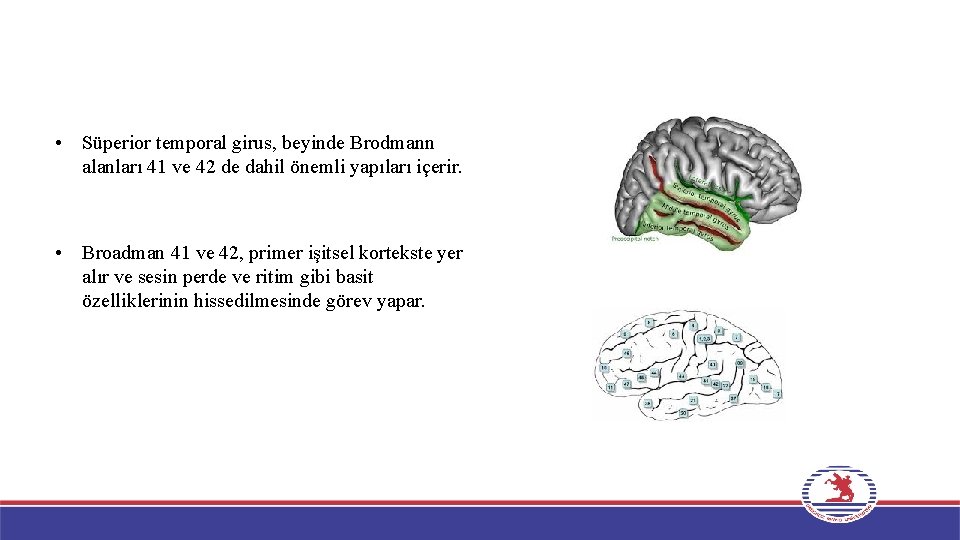  • Süperior temporal girus, beyinde Brodmann alanları 41 ve 42 de dahil önemli
