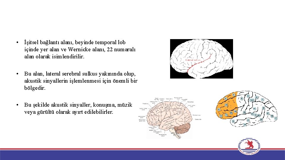  • İşitsel bağlantı alanı, beyinde temporal lob içinde yer alan ve Wernicke alanı,