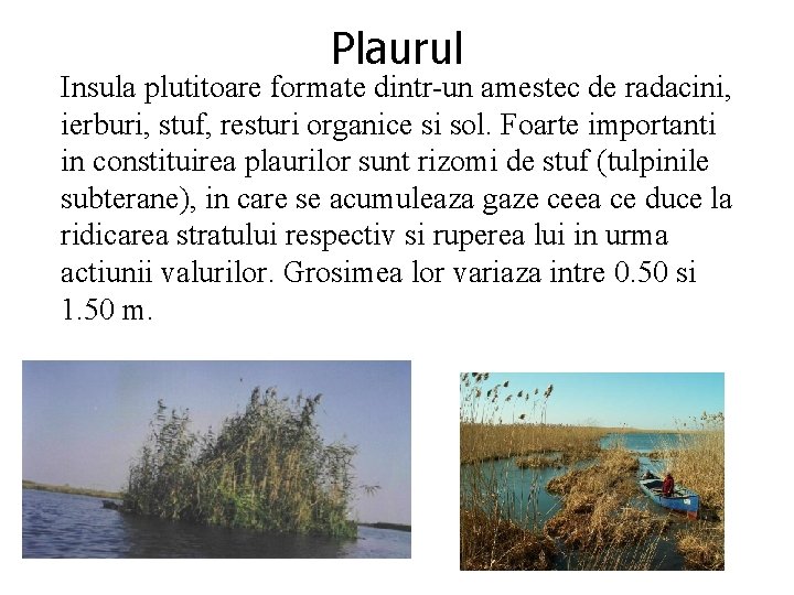 Plaurul Insula plutitoare formate dintr-un amestec de radacini, ierburi, stuf, resturi organice si sol. Plaurul Insula plutitoare formate dintr-un amestec de radacini, ierburi, stuf, resturi organice si sol.