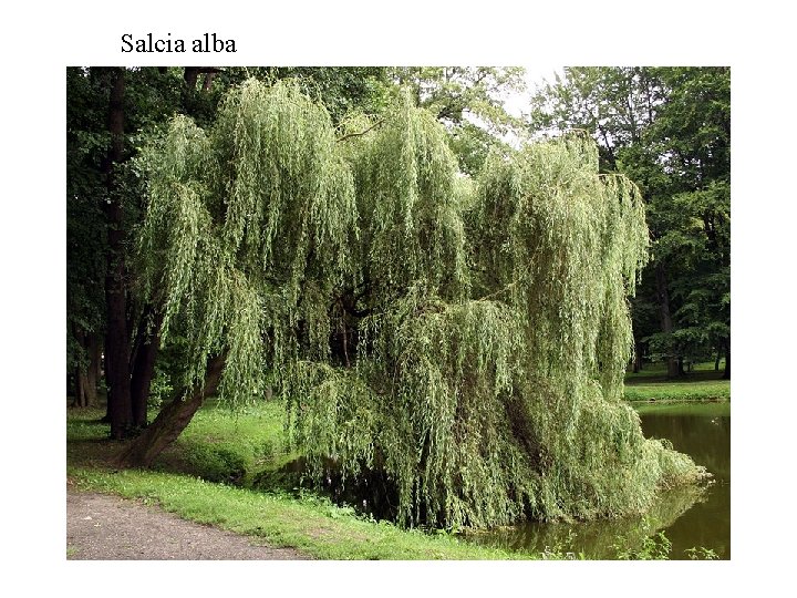 Salcia alba Salcia alba