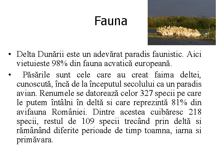 Fauna • Delta Dunării este un adevărat paradis faunistic. Aici vietuieste 98% din fauna Fauna • Delta Dunării este un adevărat paradis faunistic. Aici vietuieste 98% din fauna