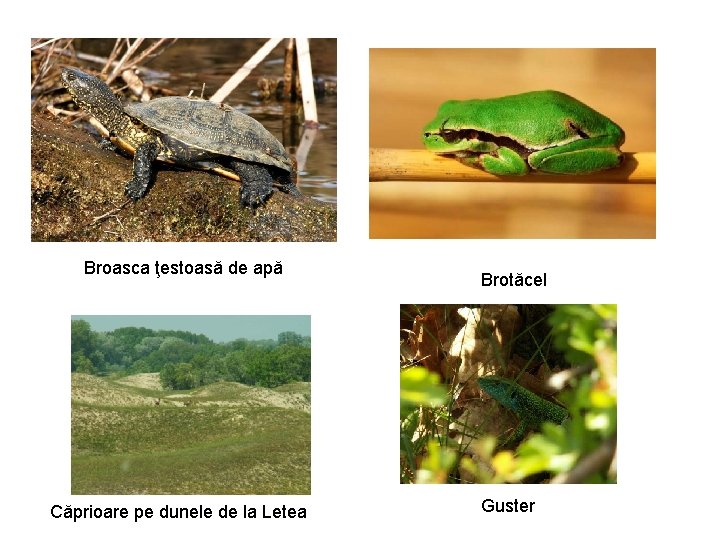 Broasca ţestoasă de apă Căprioare pe dunele de la Letea Brotăcel Guster Broasca ţestoasă de apă Căprioare pe dunele de la Letea Brotăcel Guster